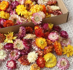 Multicolour Flowers